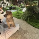 카페;뚜둥 | [김포 구래]시바노우치ㅣ귀요미 시바견들이 가득한 신상 애견 카페 방문 후기(내돈내산)🐾