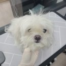 러블리애견미용실 이미지