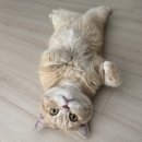 이든 동물메디컬 | 치료 후기 (내돈내산?) / 증상 및 원인 / 동물병원...해결방법 / 완치 등 정보 (feat. 창원 이든동물병원)