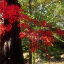 자작나무이야기 이미지