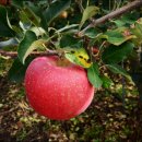 퍼펙트농장 이미지