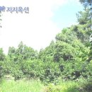 서귀포 남원읍 한남리 중산간지역 과수원 417평 - 제주도 부동산 경매 제주 부동산 이미지