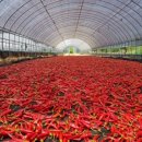 빨간고추 이미지