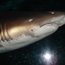 아쿠아리움 이미지