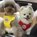 스마일독 이미지