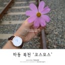 하동코스모스메밀체험민박