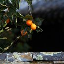 조홍제 생가 이미지