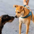 답21동물병원 이미지