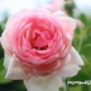 프로스 이미지