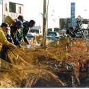 낭만멸치 이미지