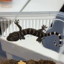 스팟티드크레 | 청주 파충류, 증평 파충류, 충북 파충류샵, 공주 파충류샵 뉴런렙타일 토케이 소개