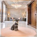 만남-행복한꿈 | 장기동 포메라니안분양 꿈꾸던 반려견과의 행복한 만남 이야기