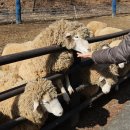 시흥목장 이미지