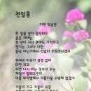 천일홍 이미지