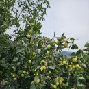 로뎀 농장 이미지