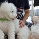 욜로펫 네이버블로그