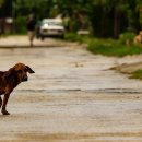 아라동물병원 이미지