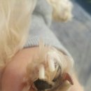 봉식동물병원 이미지