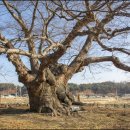 영풍 단촌리 느티나무 이미지