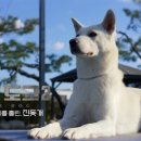 프라임 도그 이미지