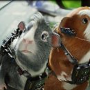 (주)퍼니박스 이미지