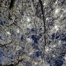 만선감자옹심이 이미지