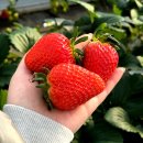 다온농장2 이미지