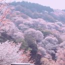 닛산자동차매장 | 내돈내산, 일본에서 가장 인기 많은 중형급 미니밴 닛산 세레나 e파워 4wd 7개월 탄 후기