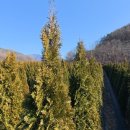 태림농원 이미지