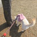 싸이버공원 | 하이드앤울프 카시트 당근 겸 서울 월드컵 공원 산책
