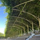 등나무 운동장 이미지