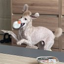 보노도그 | 본오동 애견미용 보노도그 완전추천 꼭 가세요 !(푸들모히칸 후기)