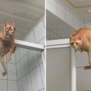 목욕하는고양이 이미지