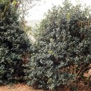 동백꽃마을 이미지