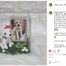 기억할개 이미지