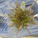 아브라함농장 이미지