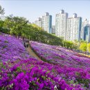 철쭉동산 이미지