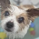 멍테일즈 이미지