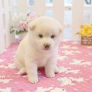 착한애견 이미지