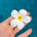 썬코스트리조트 | 보홀 : 무조건 헤난~! 보홀 헤난 프리미어 코스트 리조트 재방 후기 / 수영장 &amp; 객실 정보