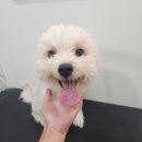 허니애견 이미지