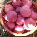 이레농원 이미지