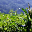 불은농약 이미지