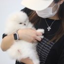 엘리시안퍼피 이미지