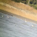 자연알로(서천) 이미지