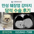 부신메디칼 | 12살 만성췌장염 PSS 있는 강아지 담낭수술 받고 퇴원한 후기