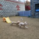 콩자반 애견유치원 이미지