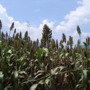 복골농장 이미지