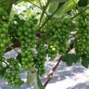 예성농장 이미지