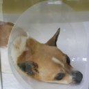 마리농장 이미지